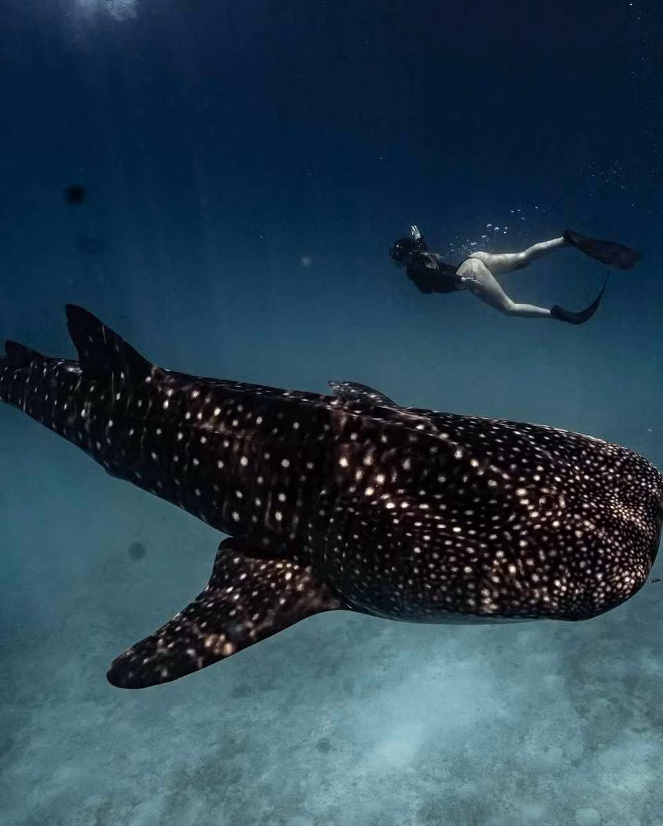 Kayla Simmons sinh năm 1995 và từng thi đấu cho đội bóng chuyền của Đại học Marshall.