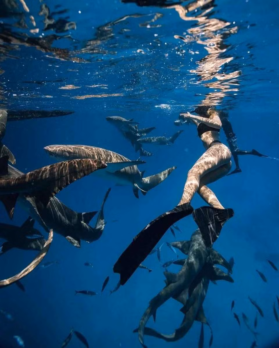 Kayla bơi giữa bầy cá mập trong những bức ảnh vừa đăng tải trên trang cá nhân.