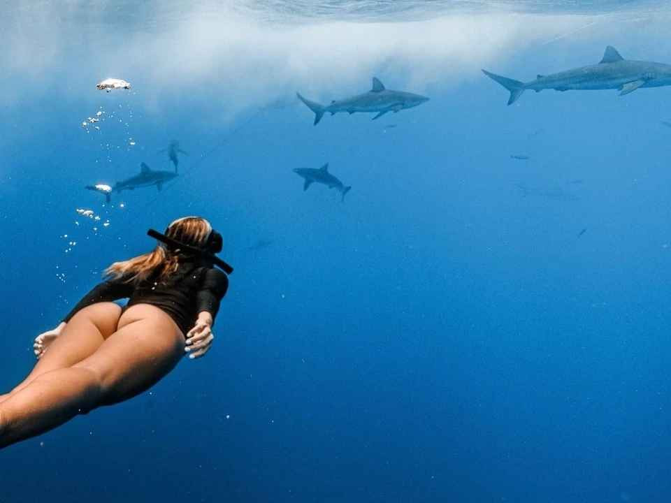Kayla khiến nhiều dân mạng trầm trồ khi chia sẻ clip cô lặn xuống vùng nước sâu hơn để ngắm nhìn và bơi lượn giữa nhiều loài cá mập.