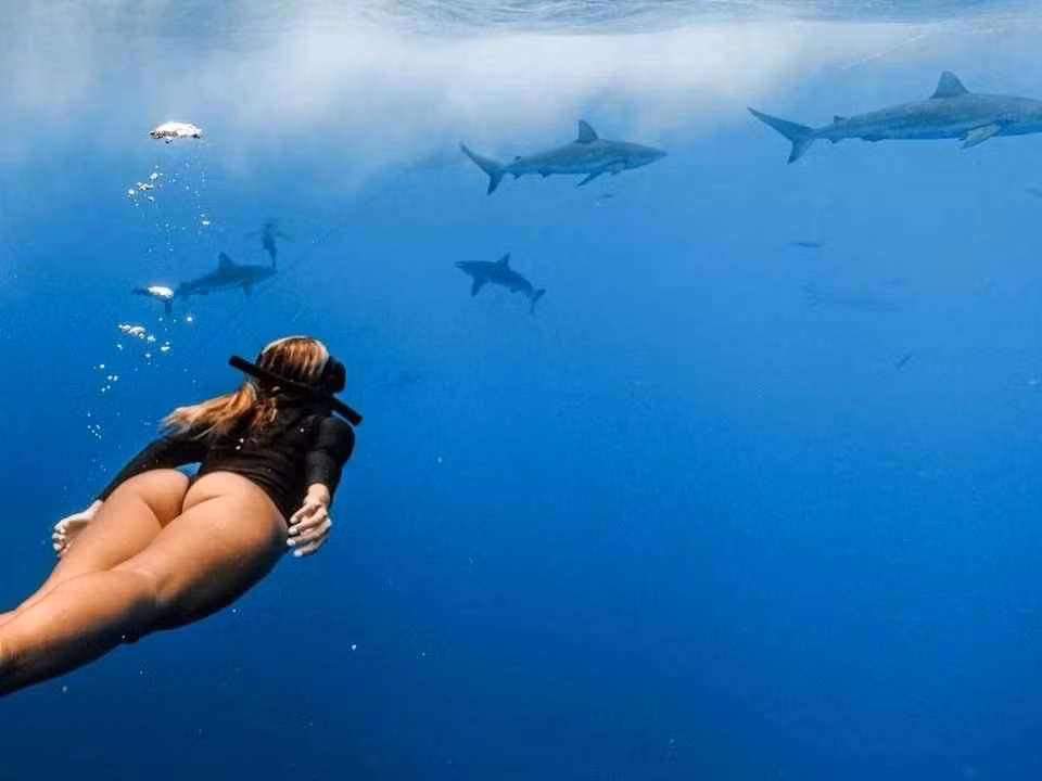 Kayla khiến nhiều dân mạng trầm trồ khi chia sẻ clip cô lặn xuống vùng nước sâu hơn để ngắm nhìn và bơi lượn giữa nhiều loài cá mập.