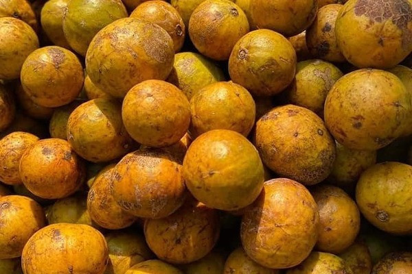 Dac san Ha Noi ngay cuoi mua, khach tranh mua an de den sang nam