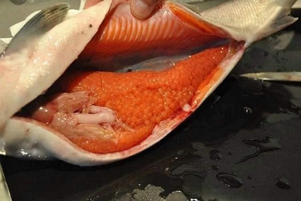 Ca hoi Sa Pa bung day trung van rot gia the tham-Hinh-2