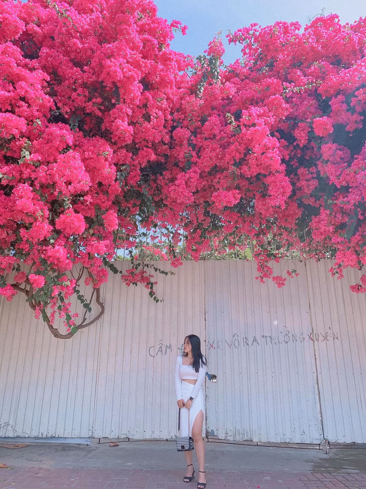 Chỉ sau ít giờ đăng tải, những bức ảnh về giàn hoa giấy Vũng Tàu nhanh chóng được chia sẻ rộng rãi và nhiều người tới đây check-in.