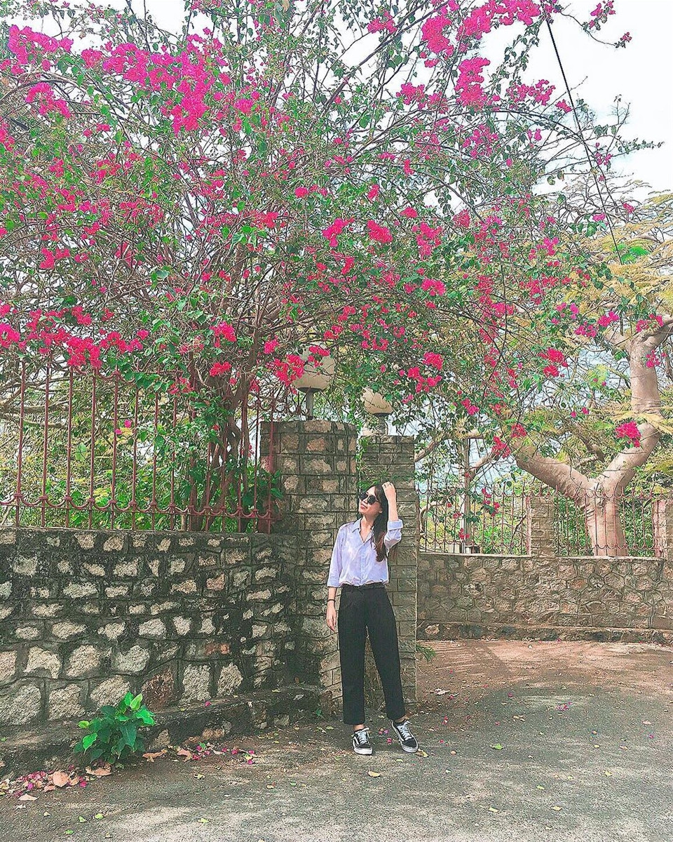 Chia sẻ hình ảnh về giàn hoa giấy mình vô tình bắt gặp và chụp được vài kiểu ảnh check-in, bài đăng của cô gái thu về hàng nghìn lượt tương tác.