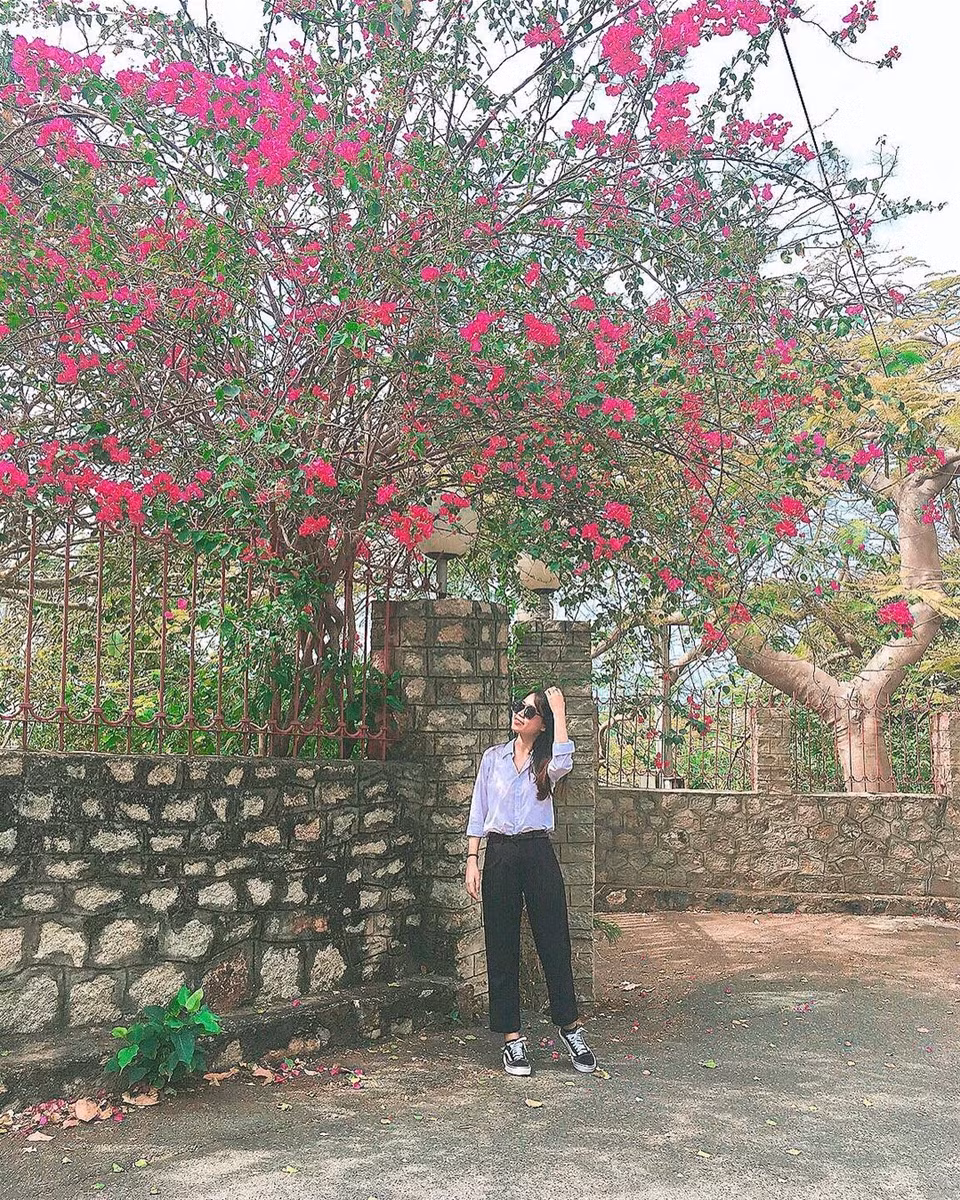 Chia sẻ hình ảnh về giàn hoa giấy mình vô tình bắt gặp và chụp được vài kiểu ảnh check-in, bài đăng của cô gái thu về hàng nghìn lượt tương tác.