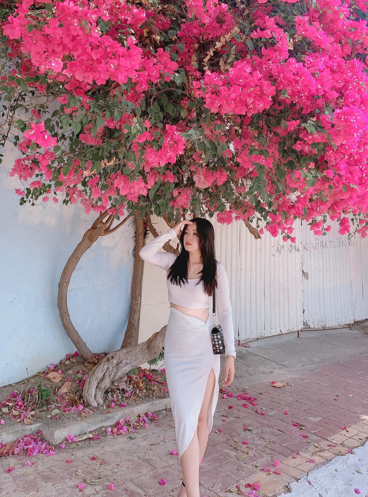 Sở dĩ bài đăng nhận được nhiều lượt tương tác như vậy là vì giàn hoa giấy quá ư rực rỡ, mọc đều và xen kẽ lẫn nhau khiến không ít người phải trầm trồ.