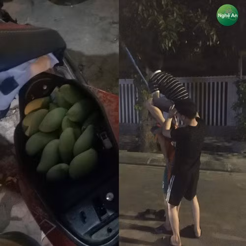 Tuy nhiên, nhiều người lại cho rằng hành động hái trộm của chàng trai là không nên. Nếu muốn ăn thì có thể gõ cửa chủ nhà và xin đàng hoàng thay vì hành xử như trên.