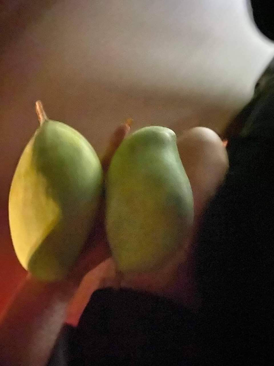 Dù bị chủ nhà phát hiện màn trộm xoài nhưng thành quả của anh chàng vẫn là 2 trai to đùng và giải quyết được bài toán thèm xoài chua lúc nửa đêm của người yêu.