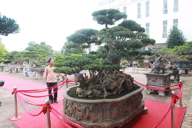 Ngam cay sanh gia 6 ty khien gioi choi cay canh “sung sot”-Hinh-2