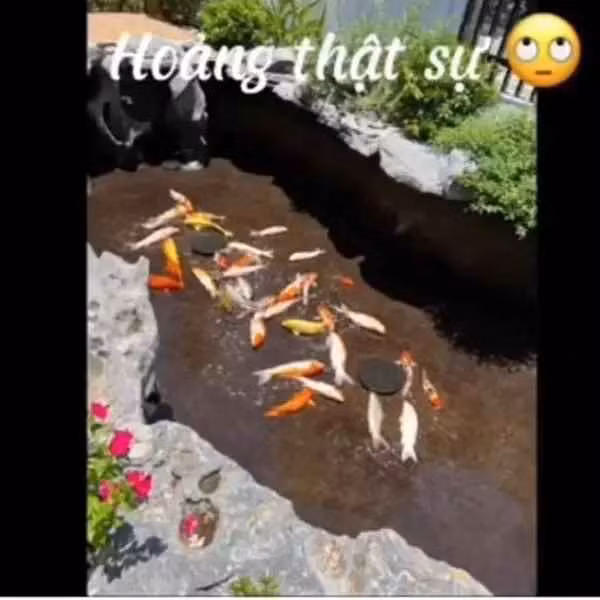 Đi làm về, người chồng ra hồ thăm cá và "đứng hình" mất vài giây khi nhìn cảnh tượng trước mắt.