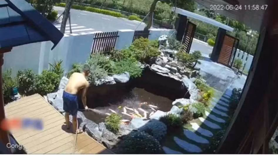 Được biết, nguyên nhân dẫn đến tình huống này là do chị vợ đang thay nước hồ cá thì bạn gọi đi chơi. Không biết do đãng trí hay quá hào hứng với cuộc hẹn mà cô vợ để mặc đàn cá Koi mắc cạn rồi bỏ đi.