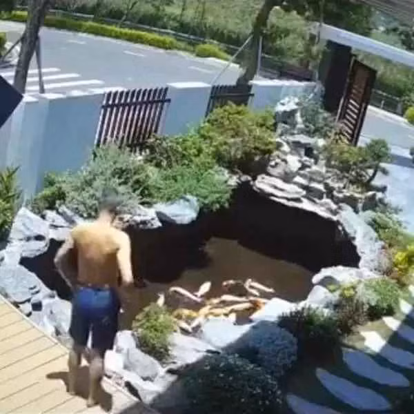 Mới đây, trên mạng xã hội chia sẻ một đoạn clip ghi lại hình ảnh hồ cá Koi đang trong hồ nước cạn dưới tiết trời nắng nóng.