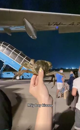 Cụ thể trong clip được TikToker Lê Bống đăng tải tự tay mua cua ở ngoài cửa hàng, lặn lội đi máy bay vào tận Đà Nẵng để thả ra biển, ngoài ra còn tạt qua ghé ngang Hội An để chơi.