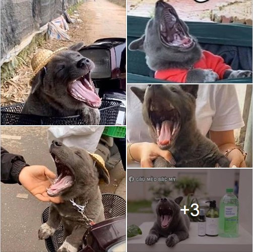 Mọi người thường biết đến idol Nguyễn Văn Dúi là chú chó thích "cà khịa", thích ăn xúc xích... nhưng ít ai biết đến boss ta còn thích cả... ngáp ngủ.