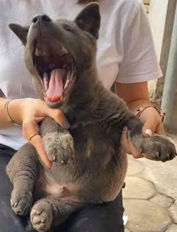 Chẳng hiểu vì ức chế hay đang buồn ngủ mà Nguyễn Văn Dúi có thể ngáp mọi lúc, mọi nơi.