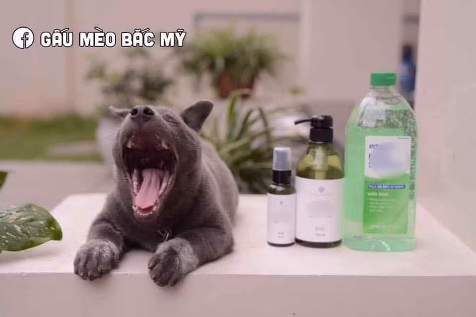 Ngay cả khi đóng quảng cáo, Nguyễn Văn Dúi cũng thể hiện biểu cảm "ngáp rách miệng".