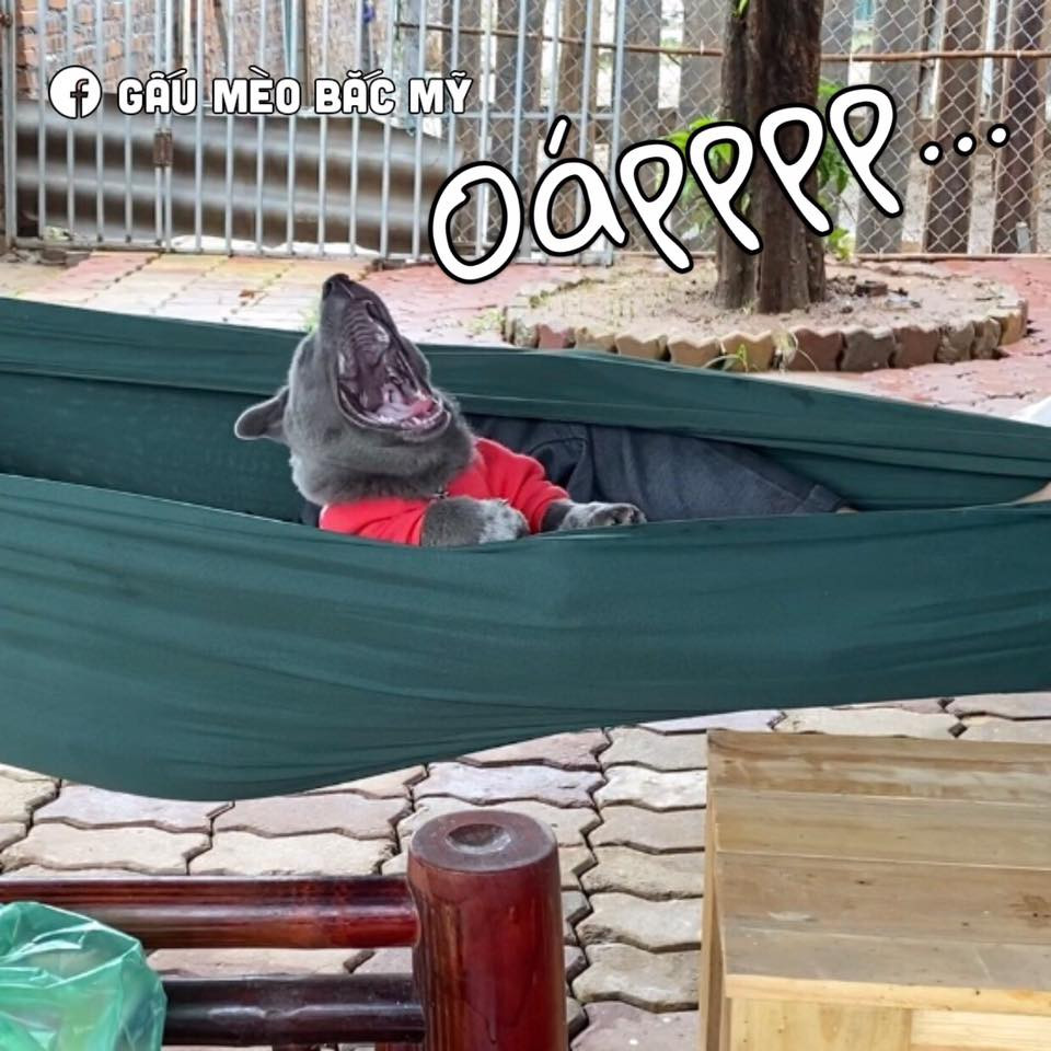 Biểu cảm này của Dúi khiến dân mạng thích thú. Chú chó này mỗi lần lên sóng là lập tức thu hút hàng nghìn lượt chú ý của mọi người.