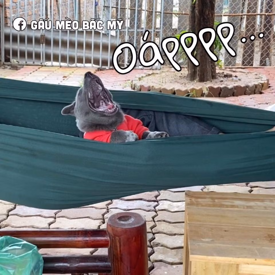 Biểu cảm này của Dúi khiến dân mạng thích thú. Chú chó này mỗi lần lên sóng là lập tức thu hút hàng nghìn lượt chú ý của mọi người.