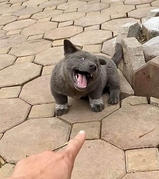 Chú chó Nguyễn Văn Dúi sau khi nổi lên như một "hiện tượng mạng xã hội" đã trở thành idol của giới trẻ. Với gương mặt biểu cảm tấu hài, thú cưng này được chế ảnh như "cà khịa cả thế giới".