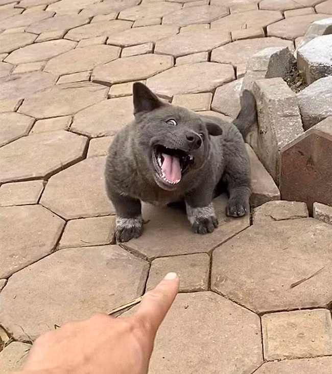 Chú chó Nguyễn Văn Dúi sau khi nổi lên như một "hiện tượng mạng xã hội" đã trở thành idol của giới trẻ. Với gương mặt biểu cảm tấu hài, thú cưng này được chế ảnh như "cà khịa cả thế giới".