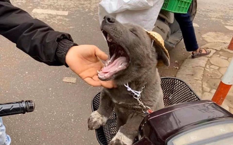 Có thể nói ở mọi hoàn cảnh, dù đang đi chơi hay đang làm mẫu quảng cáo... chú chó Nguyễn Văn Dúi cũng phải tranh thủ ngáp ngủ.