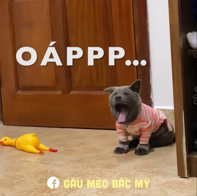 Dân cư mạng vui tính còn trêu chọc Nguyễn Văn Dúi bị con sen "hành" bằng cách suốt ngày chụp ảnh cho hay sao mà luôn trong tình trạng thiếu ngủ như vậy.