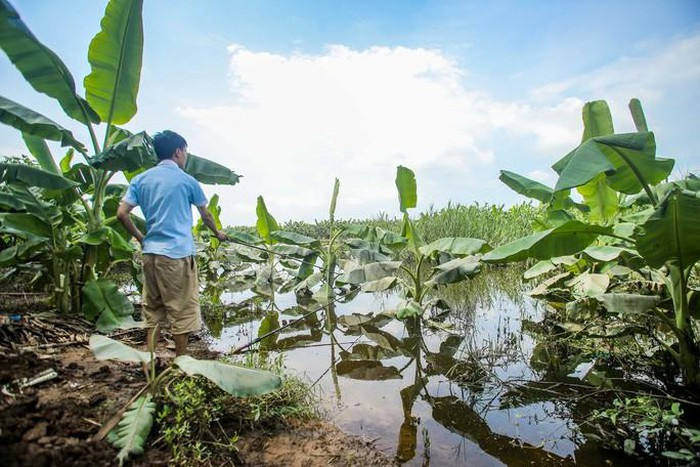 Bên cạnh đó, còn có nhiều người dân vẫn bất chấp nguy hiểm ra sông bơi lội trong mùa mưa lũ. (Một số người dân tranh thủ câu cá khi lượng nước dâng cao)