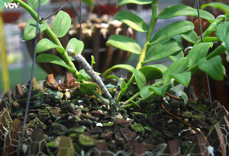 Gốc lan này được ông chủ vừa mua về với giá rất "khủng", ngang chiếc xế hộp hạng sang.