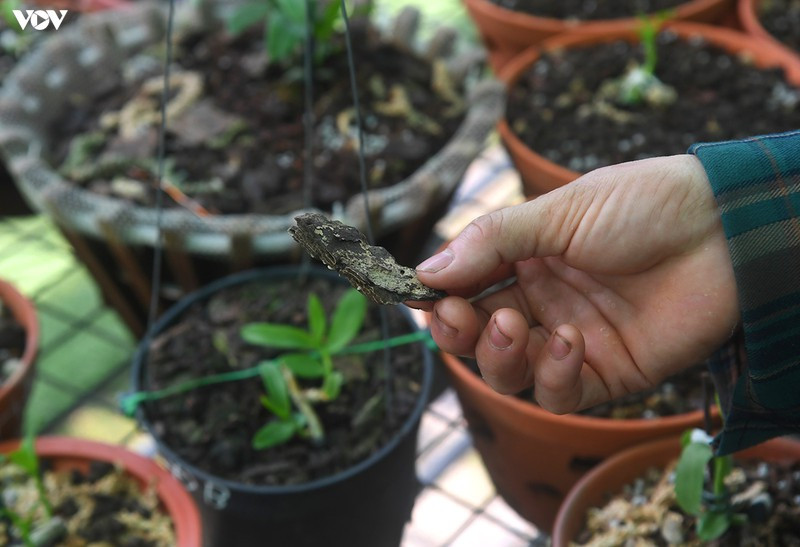 Thức ăn của phong lan rất đa dạng, trong đó có gỗ thông, rong rêu, trùn quế, phân bón...