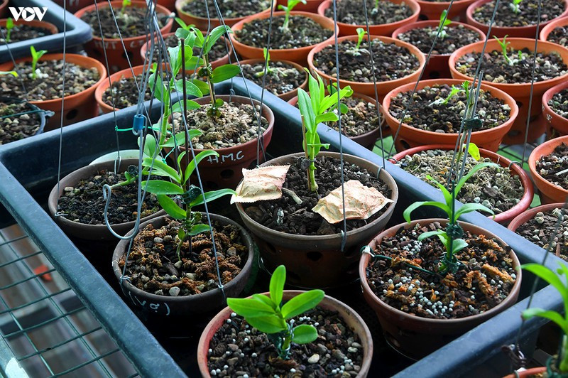 Những kie lan này được coi là "gà đẻ trứng vàng".