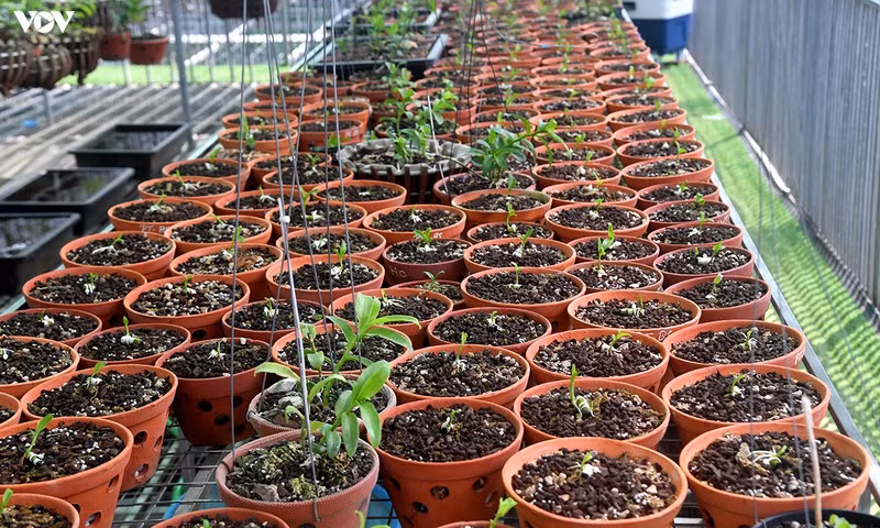 Các kie con sẽ được bán cho khách có nhu cầu thu mua.