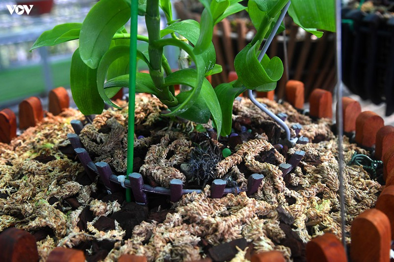 Gốc lan quý được chăm sóc tỉ mĩ, công phu để nhân giống.