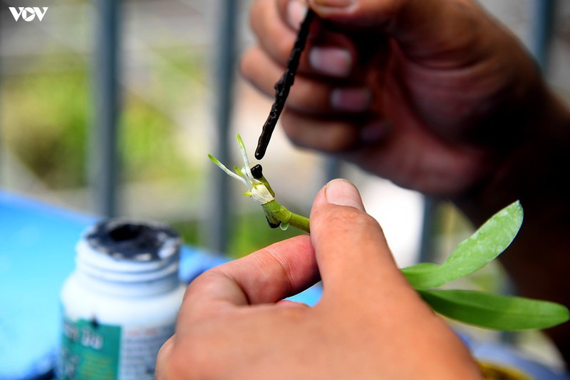 Cây mẹ được tách ra thành các mầm con để nhân giống.