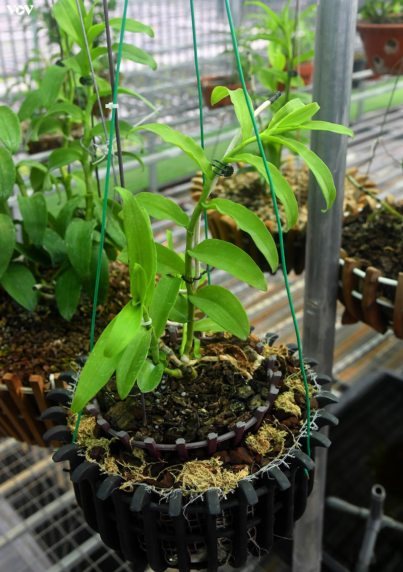 Cây quý như cây vàng nên được chăm sóc rất đặc biệt.