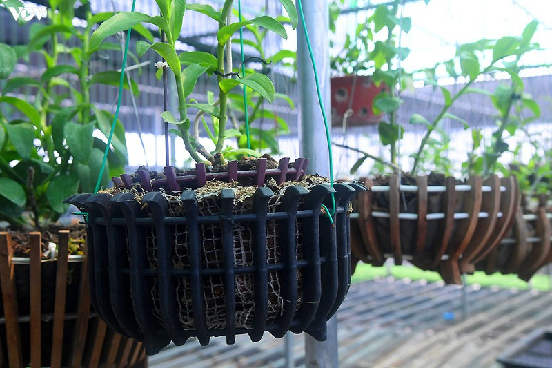 Đáng chú ý, theo chia sẻ của ông chủ nhà vườn, trong vườn có những giò lan đột biến vô cùng quý, hiếm, trị giá lên đến vài tỉ đồng/giò.