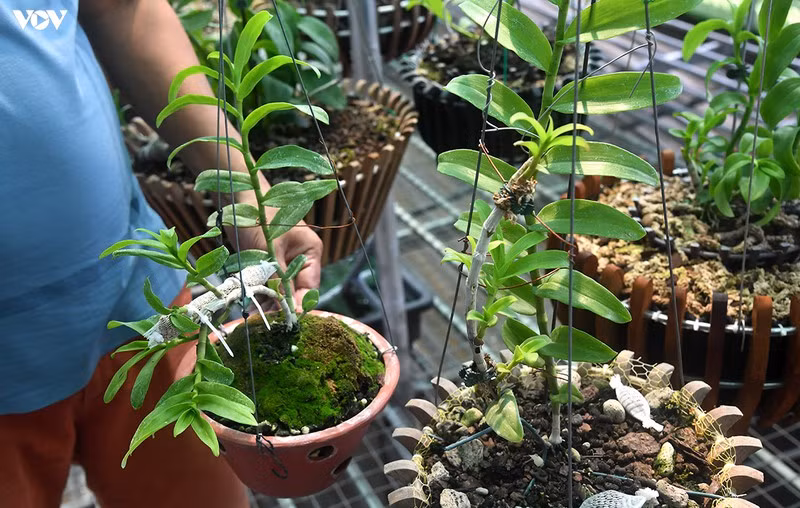 Chăm sóc lan cũng lắm công phu.