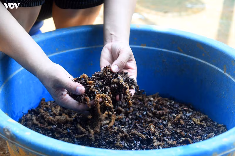 Các chất dinh dưỡng được trộn lẫn vào nhau theo tỉ lệ nhất định để bón cho cây.