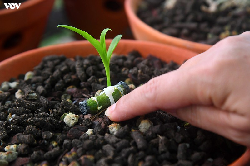 Mỗi mắt nhú ra từ thân cây là ông chủ nhà vườn mừng rỡ khôn xiết.