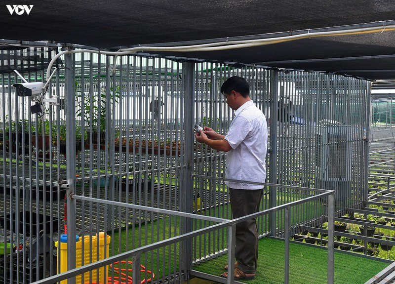 Vườn lan được chăm sóc, bảo vệ vô cùng cẩn thận.