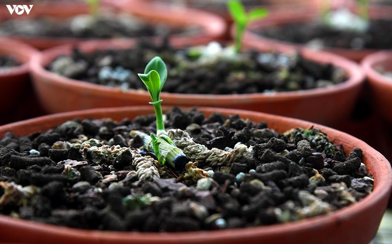 Mỗi kie con được chăm sóc trưởng thành rồi chờ khách đến rước về./