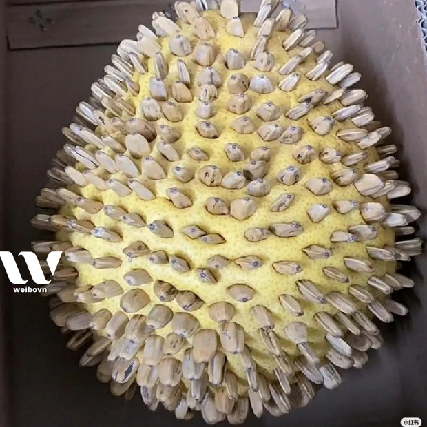 Cụ thể, người này đặt ship quả sầu riêng về tận nhà, khi nhận hàng thì suýt té xỉu. Mở thùng hàng ra, dù cũng là một thứ có chi chít gai nhưng không phải sầu riêng.