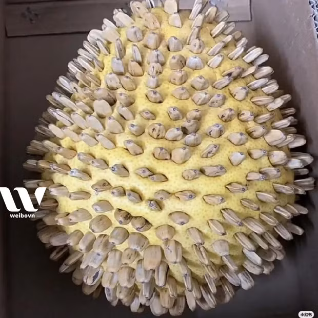 Cụ thể, người này đặt ship quả sầu riêng về tận nhà, khi nhận hàng thì suýt té xỉu. Mở thùng hàng ra, dù cũng là một thứ có chi chít gai nhưng không phải sầu riêng.