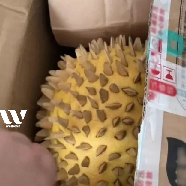 Mấy ngày nay đang rầm rộ vụ sale Black Friday , tất cả mặt hàng, từ quốc tế cho tới Việt Nam. Niềm vui chưa kịp nở hoa thì cũng có những nỗi buồn đã nổ với chuyện mua sầu riêng của một vị khách Trung Quốc.