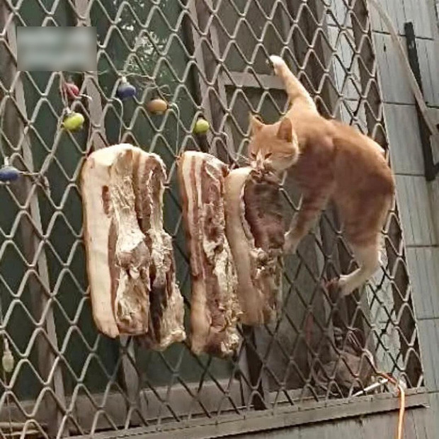 Một số phản hồi của dân mạng: "Tự dưng miu miu được ăn buffet, tội gì không thưởng", "Sau canh chỗ cao và khuất mà treo, chỗ kia ngay giữa đường lại gần mấy ban công thế kia"...