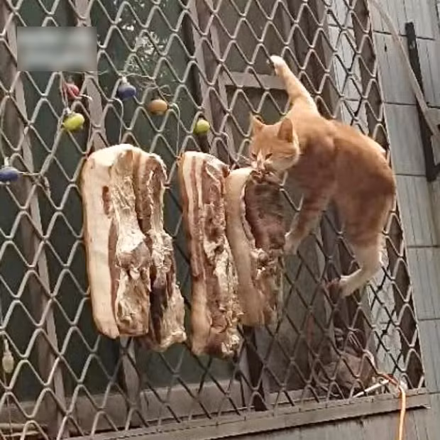 Một số phản hồi của dân mạng: "Tự dưng miu miu được ăn buffet, tội gì không thưởng", "Sau canh chỗ cao và khuất mà treo, chỗ kia ngay giữa đường lại gần mấy ban công thế kia"...