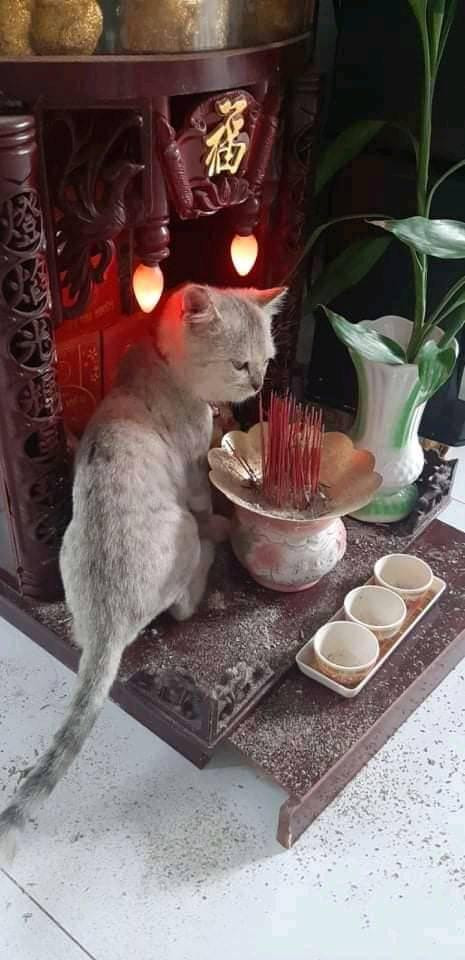 Thay vì ăn vụng, chú mèo trên lại có thú vui "làm bạn" với chiếc bàn thờ.