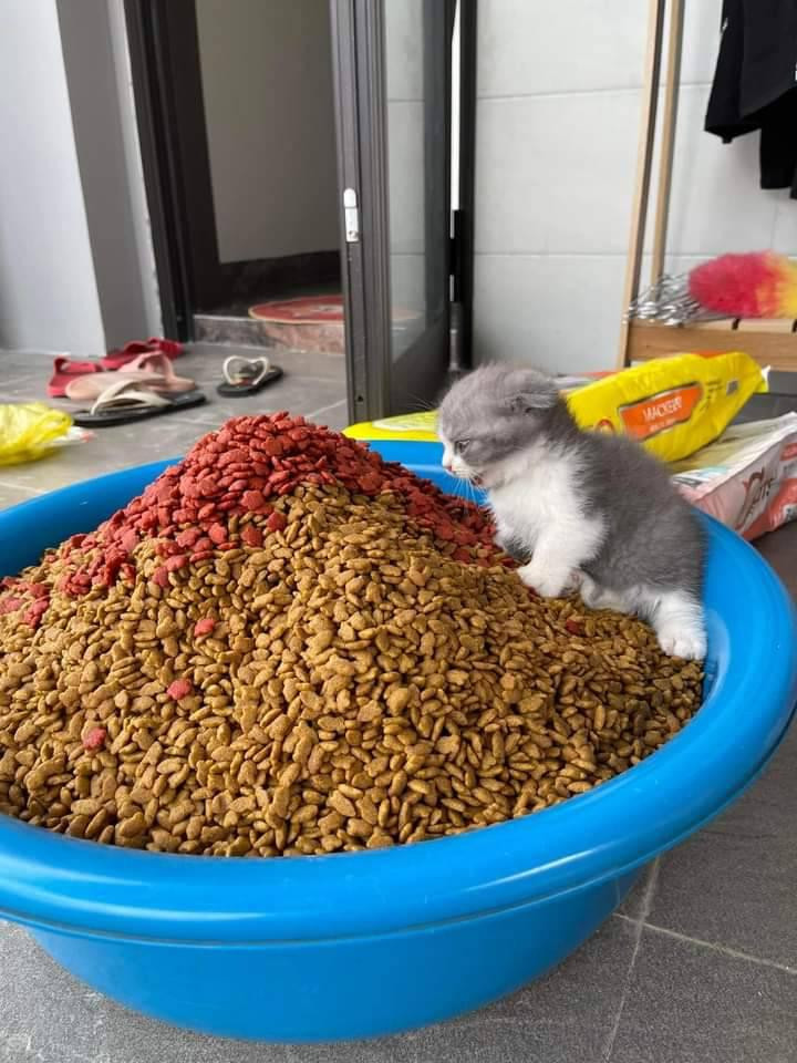 Chủ nhân tranh thủ phơi thức ăn hạt nhưng chú mèo con nghĩ đó là đại tiệc nên đã nhảy vào "đánh chén".