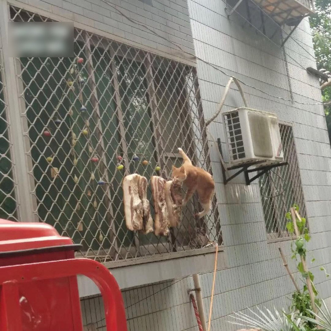 Làm món thịt ba chỉ treo nắng cũng lắm chuyện oái oăm. Điển hình như mới đây, một cô gái làm mẻ thịt nhưng tình cờ lại quay được vị khách không mời mà đến