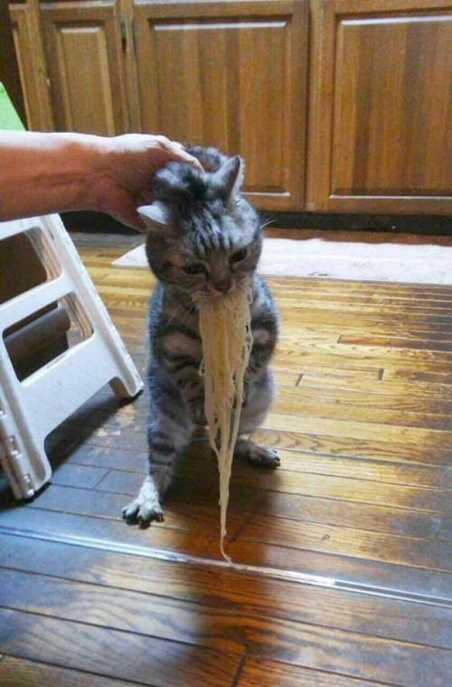 Trước đó, trên mạng hình ảnh những chú mèo ăn vụng được netizen truyền tay nhau.