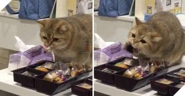 Chú mèo thản nhiên "nhậu" thức ăn ngay trên bàn và bị chủ nhân tóm gọn.